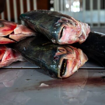 4ca590f2db147e72f96f21c5b3adedc2 Inscrições para a Feira Peixe Santo 2026 em Cuiabá encerram na terça-feira