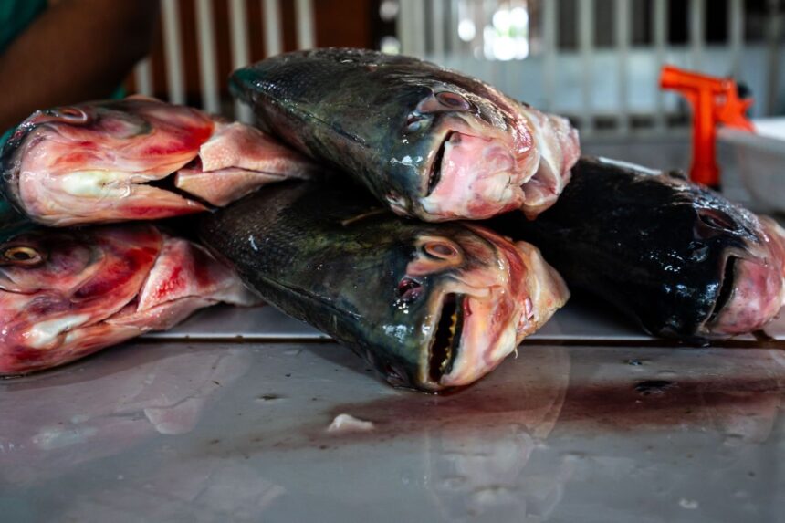 Inscrições para a Feira Peixe Santo 2026 em Cuiabá encerram na terça-feira