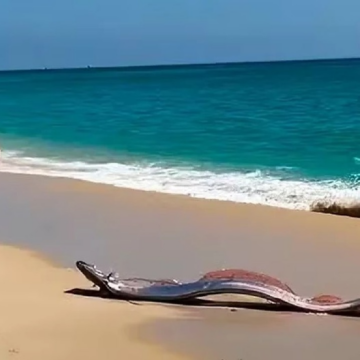 Peixes-Remo Raros Surpreendem Banhistas em Cabo San Lucas