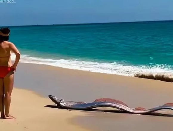 Peixes-Remo Raros Surpreendem Banhistas em Cabo San Lucas