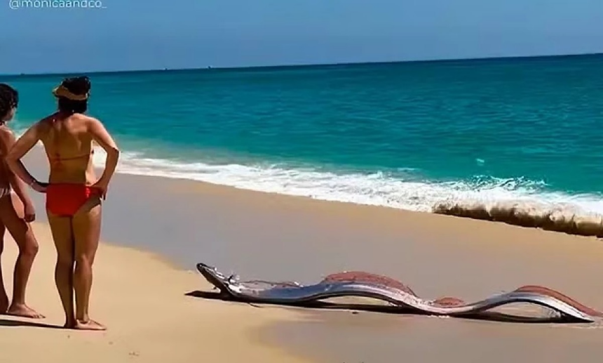 Peixes-Remo Raros Surpreendem Banhistas em Cabo San Lucas