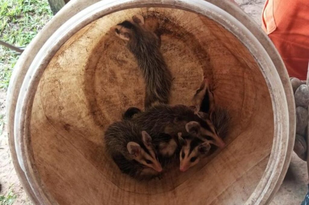 volta das 12h para a captura de um animal silvestre que estava em um poste de en