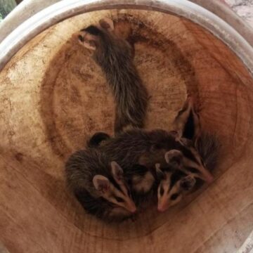 volta das 12h para a captura de um animal silvestre que estava em um poste de en