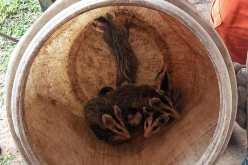 volta das 12h para a captura de um animal silvestre que estava em um poste de en