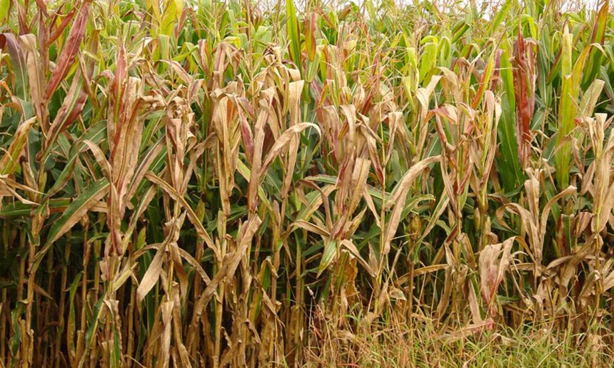 Charles Oliveira/Embrapa" title="Charles Oliveira/Embrapa">