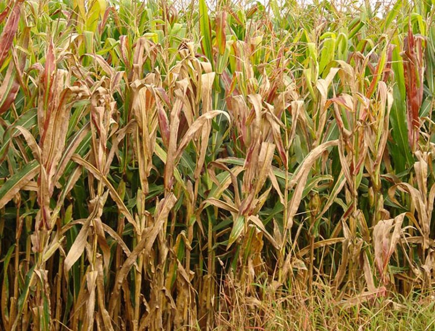 Cigarrinha-do-milho impõe perdas bilionárias e desafia a produção agrícola brasileira