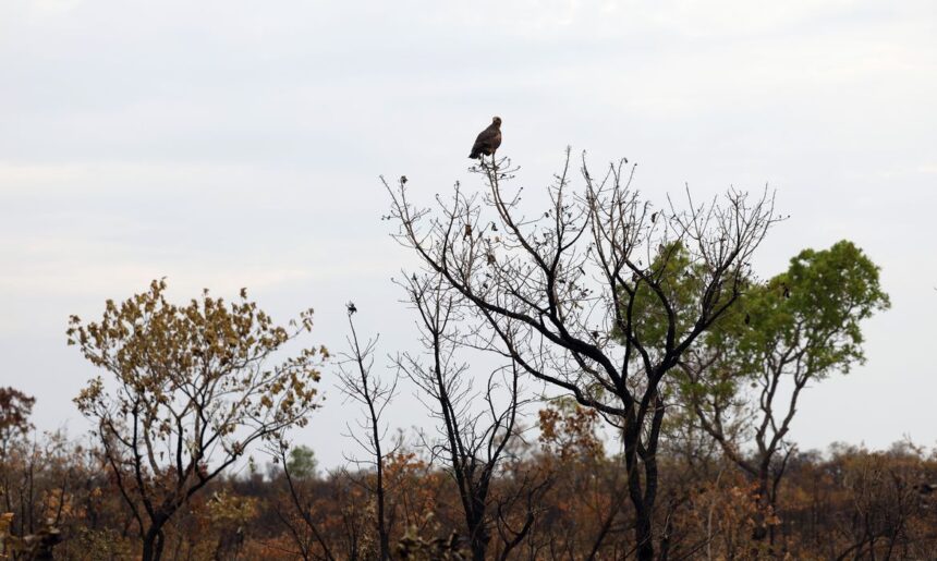 Tecnologia avança e transforma combate a incêndios no Cerrado © Fernando Frazão/Agência Brasil