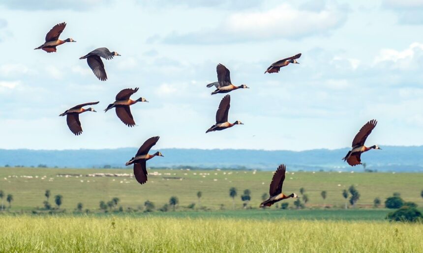 Estresse ambiental urbano: pesquisadores decodificam sinais da natureza para planejar cidades © Rafa Neddermeyer/Agência Brasil