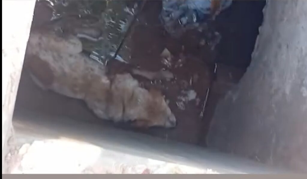 Com ajuda de corda, populares resgataram o animal preso no local.