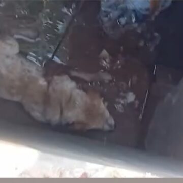 Com ajuda de corda, populares resgataram o animal preso no local.