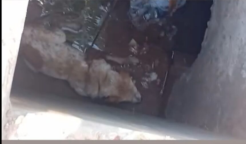 Com ajuda de corda, populares resgataram o animal preso no local.