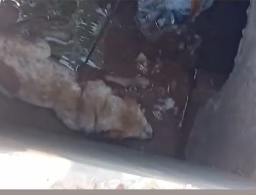 Cachorro é resgatado de bueiro aberto em avenida movimentada e alerta para riscos urbanos