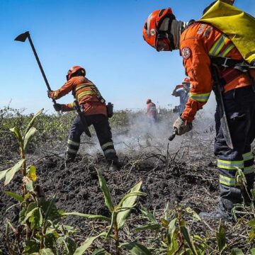 Podem participar do processo seletivo candidatos alfabetizados, com idade entre 18 e 50 anos, que possuam conhecimentos básicos no manuseio de ferramentas agrícolas