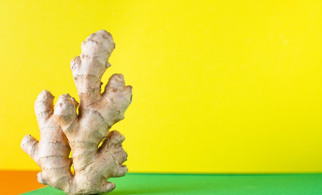 Registro inédito de cultivar de gengibre impulsiona a produção agrícola brasileira Registro inédito de cultivar de gengibre impulsiona a produção agrícola brasileira