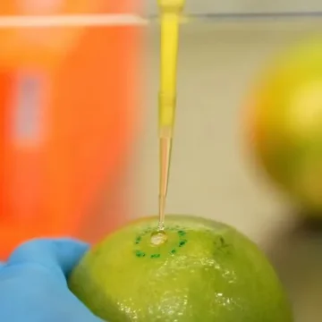 Biodetergente desenvolvido pela UFRJ e Embrapa aumenta vida útil de alimentos
