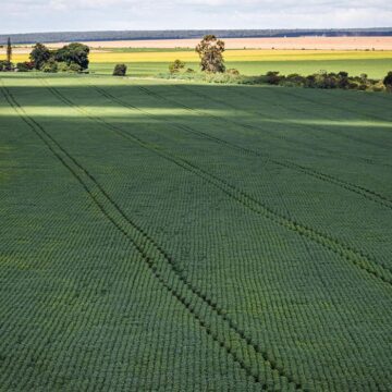 Brasil busca soberania agrícola com novo plano de incentivo à produção de fertilizantes