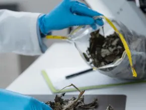 Pesquisa da Unicamp transforma resíduos de soja e cacau em insumos valiosos