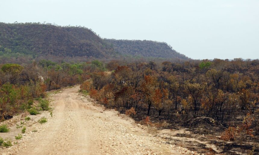 vulnerabilidade-climatica-perda-de-vegetacao-nativa-no-b-1786533373452 Vulnerabilidade climática: perda de vegetação nativa no Brasil amplifica efeitos do El Niño
