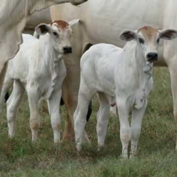 Pecuarista enfrenta a pior relação de troca para bezerros em quase cinco anos Pecuarista enfrenta a pior relação de troca para bezerros em quase cinco anos