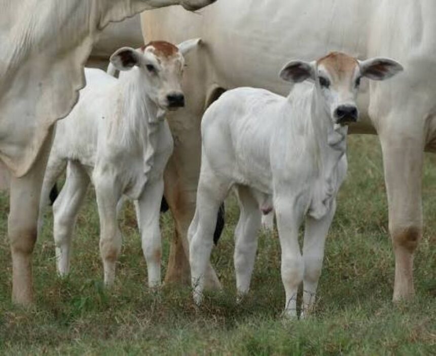 Pecuarista enfrenta a pior relação de troca para bezerros em quase cinco anos Pecuarista enfrenta a pior relação de troca para bezerros em quase cinco anos
