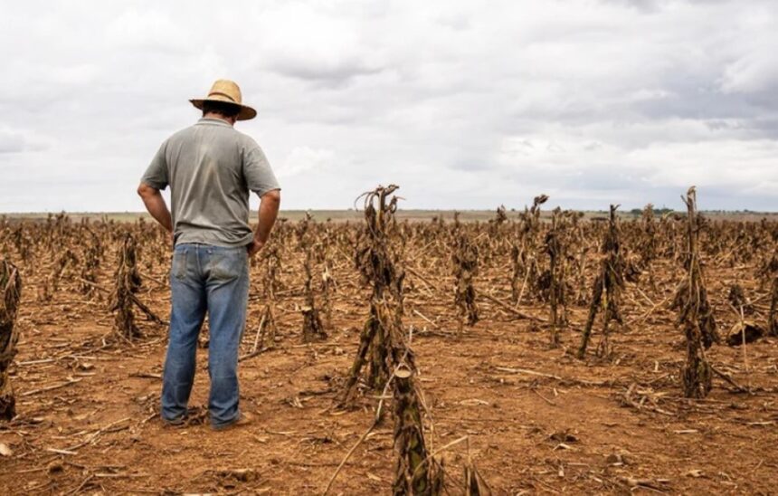 Proposta de renegociação de dívidas rurais amplia acesso a produtores adimplentes
