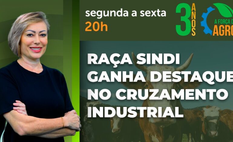 A Força do Agro aborda a seleção de touros no cruzamento industrial