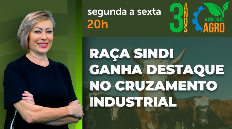 A Força do Agro aborda a seleção de touros no cruzamento industrial