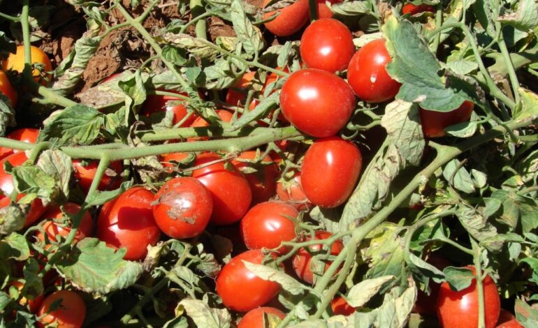 Tomate industrial brasileiro entra no mapa de risco climático do governo