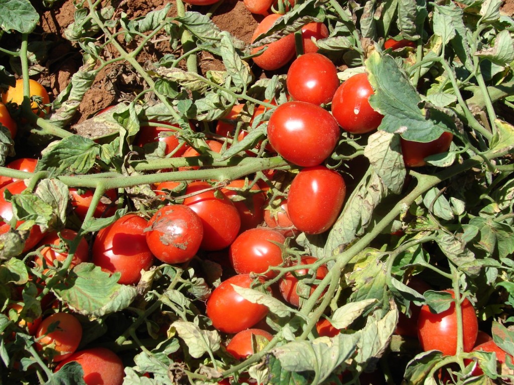 Tomate industrial brasileiro entra no mapa de risco climático do governo